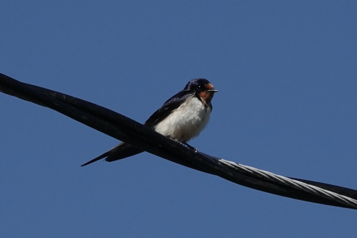 Barn Swallow - ML619906117