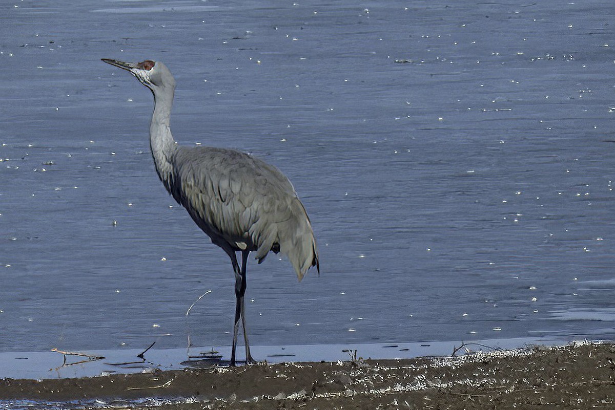 Grulla Canadiense - ML619906128