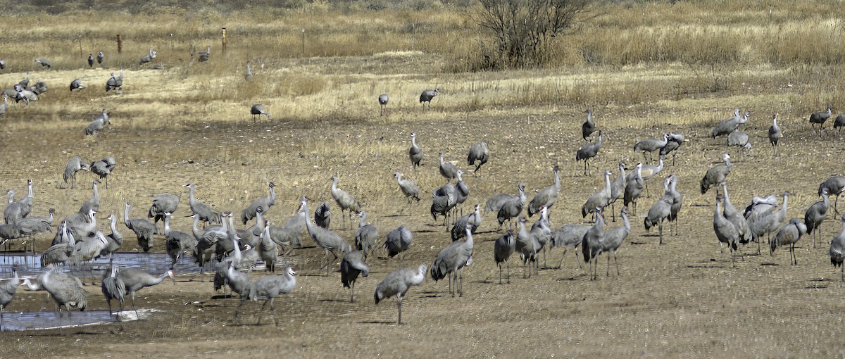 Sandhill Crane - ML619906135