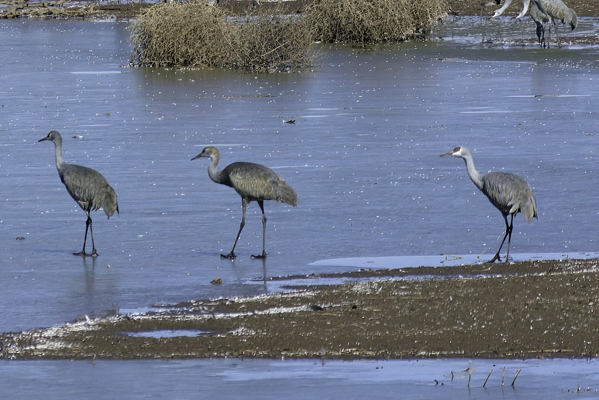 Sandhill Crane - ML619906139