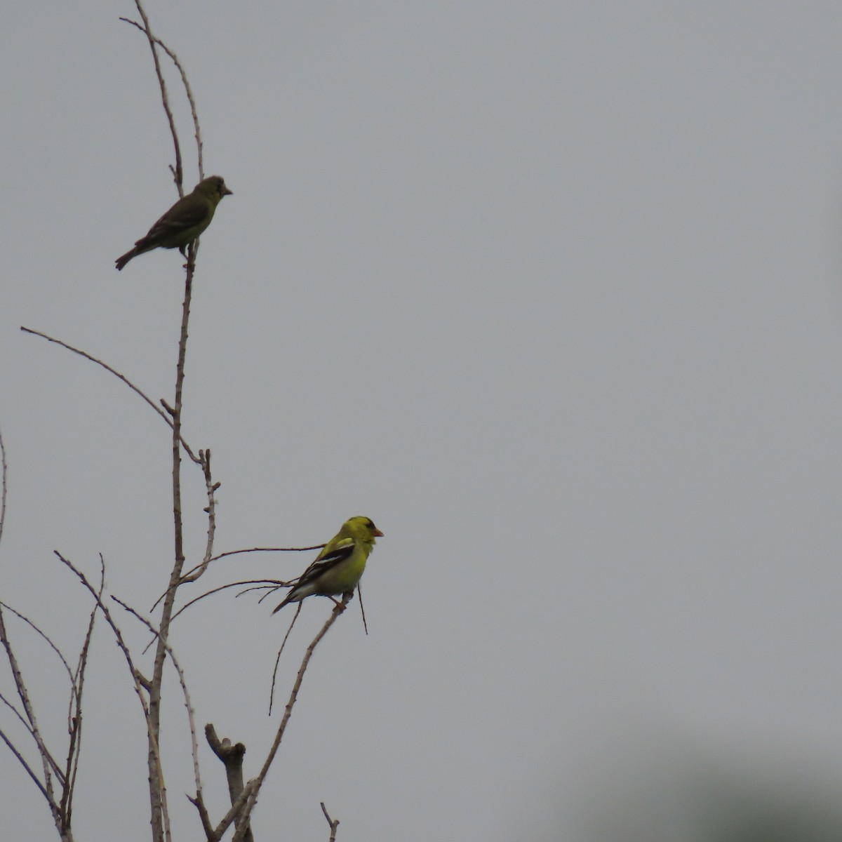 Chardonneret jaune - ML619906155