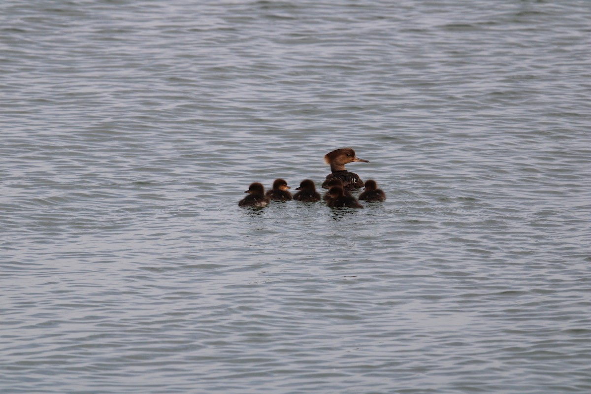 Hooded Merganser - ML619906182