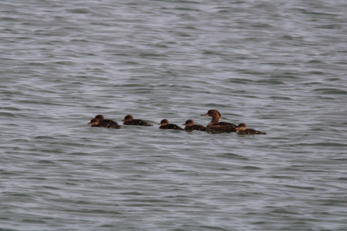 Hooded Merganser - ML619906200