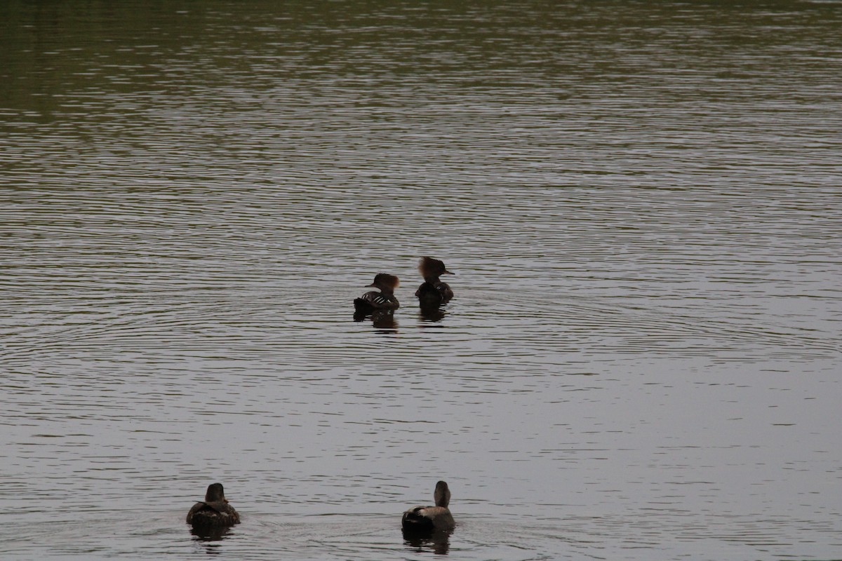 Hooded Merganser - ML619906205