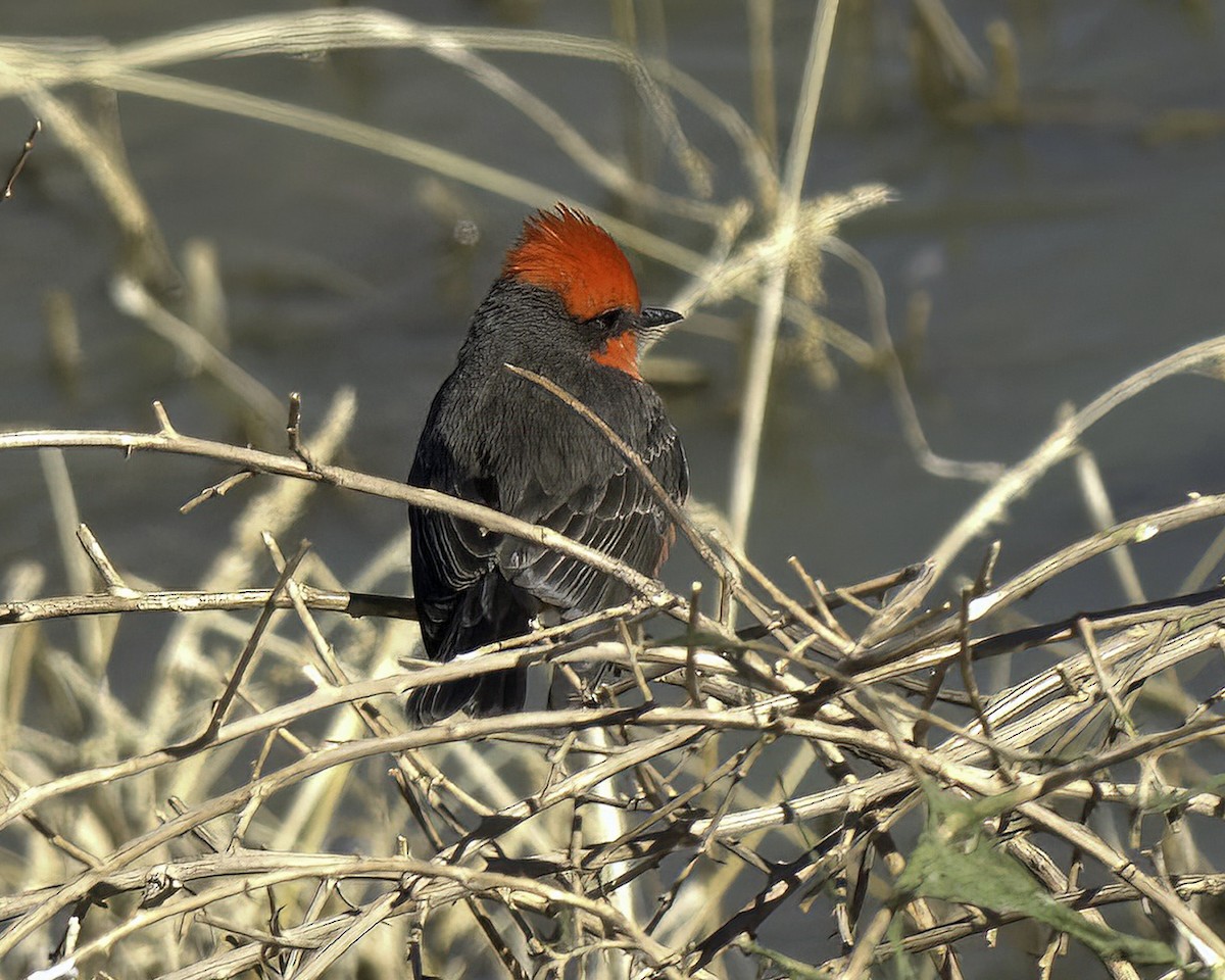 Vermilion Flycatcher - ML619906235