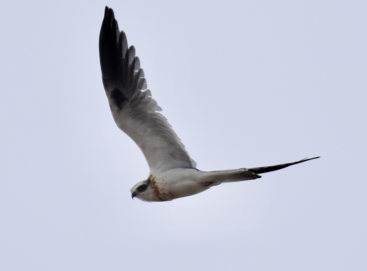 White-tailed Kite - ML619906244