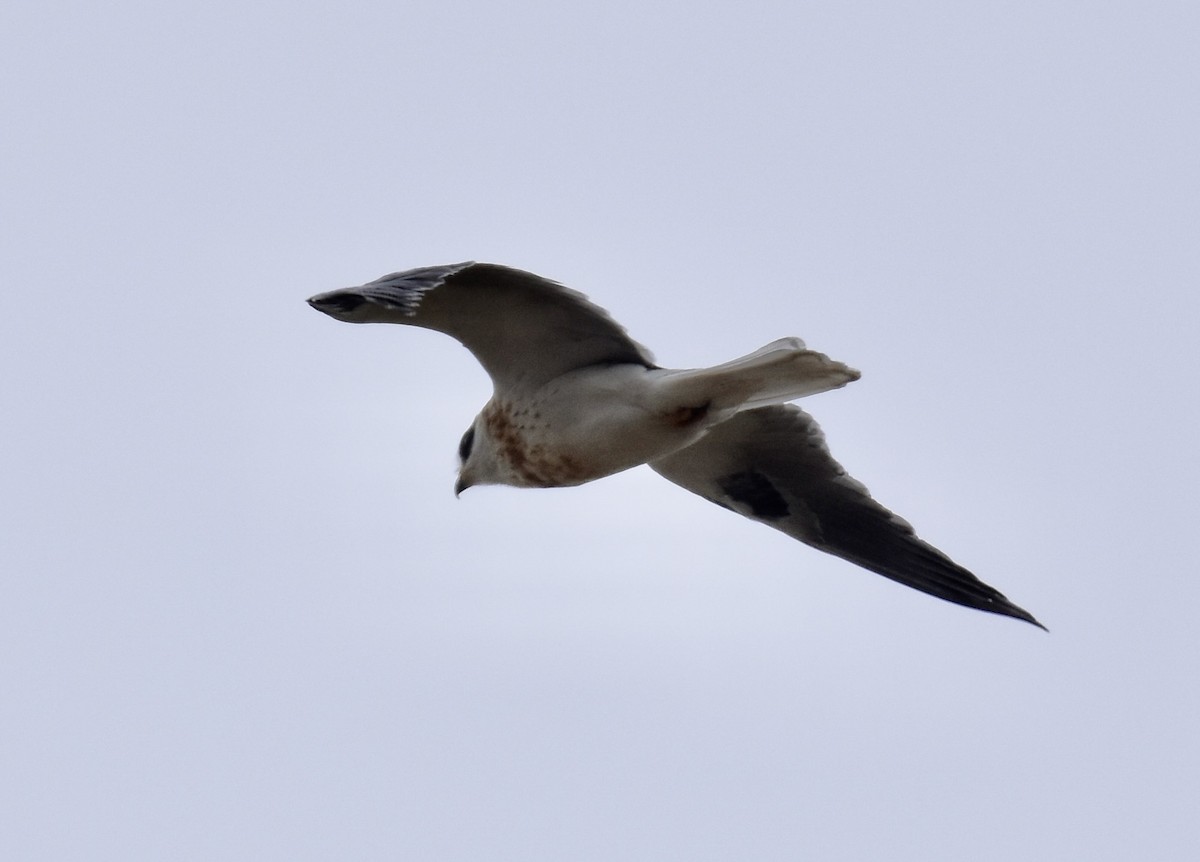White-tailed Kite - ML619906251
