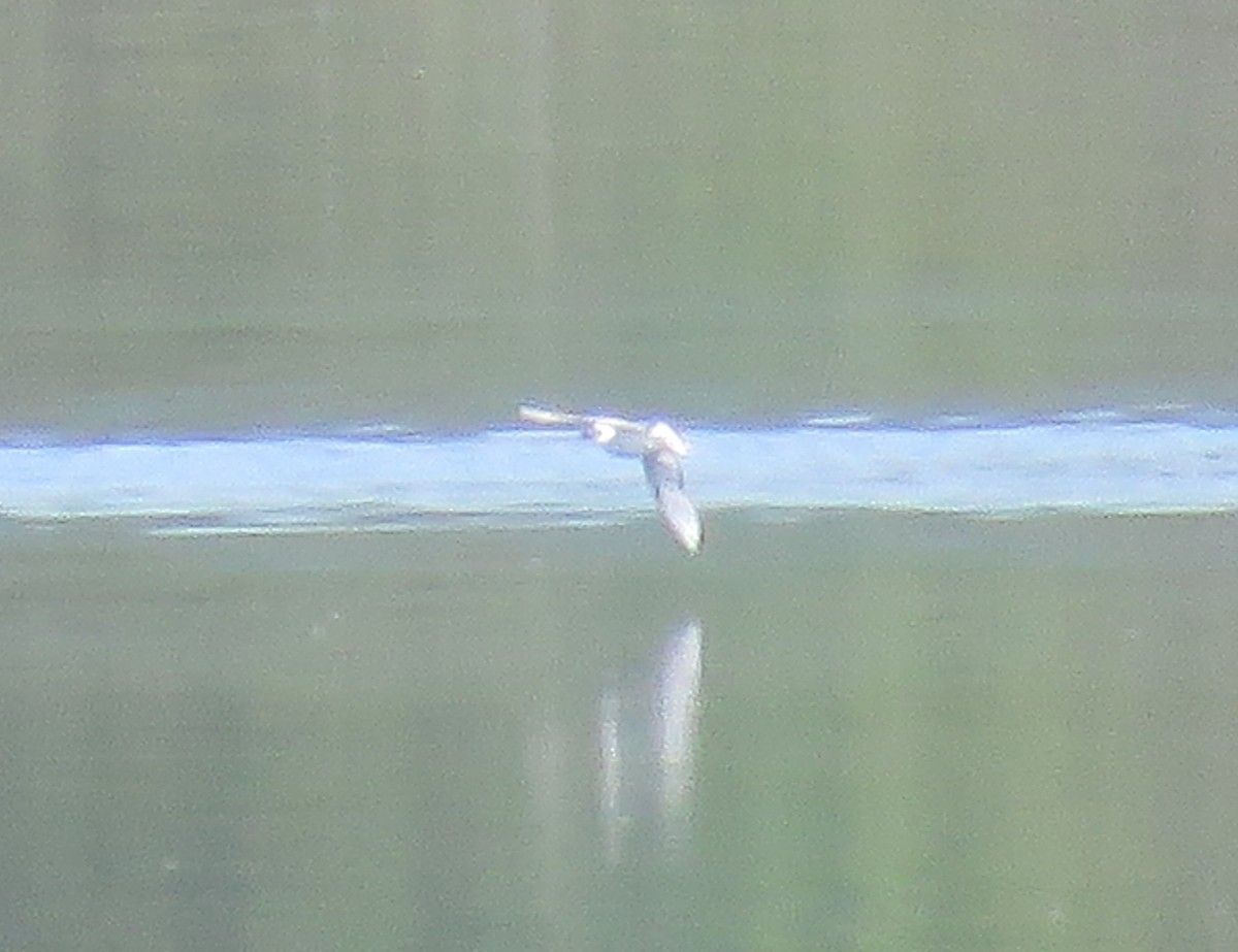 Bonaparte's Gull - ML619906257