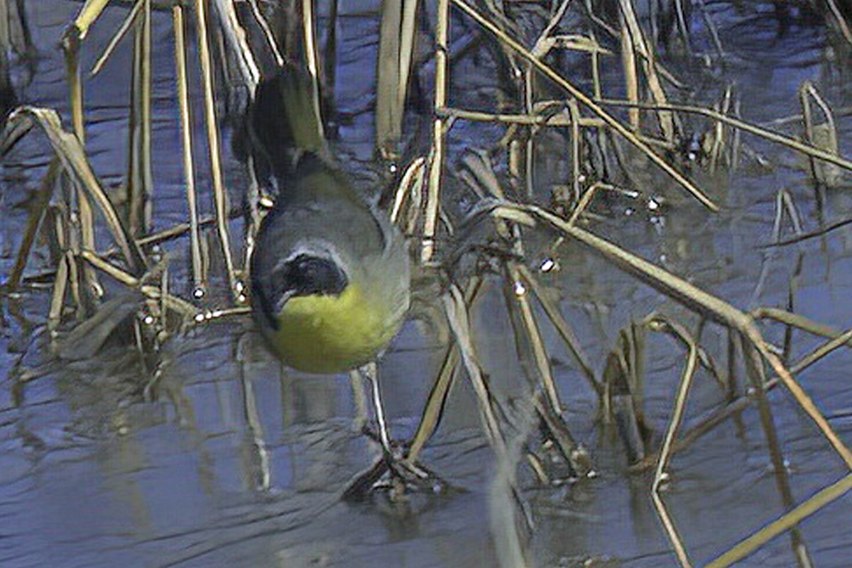 Paruline masquée - ML619906261