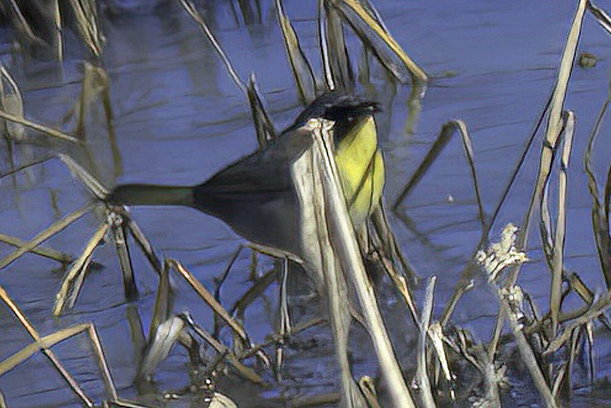 Common Yellowthroat - ML619906264