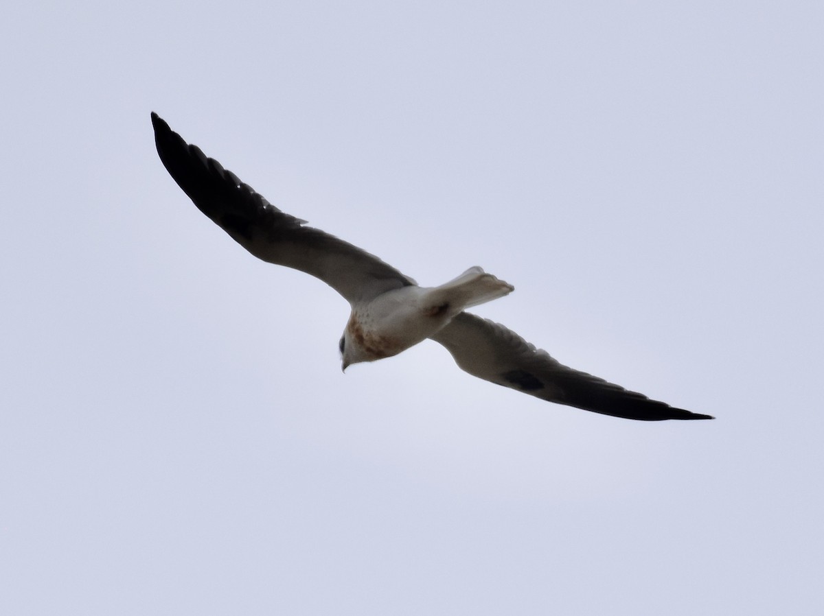 White-tailed Kite - ML619906273