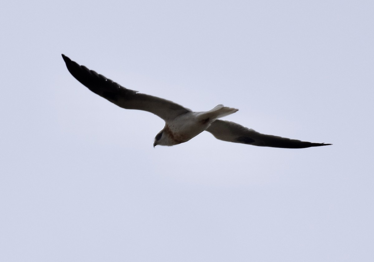 White-tailed Kite - ML619906289