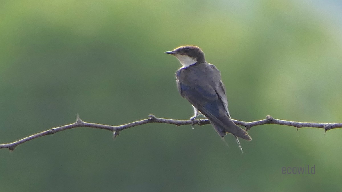 Wire-tailed Swallow - ML619906292