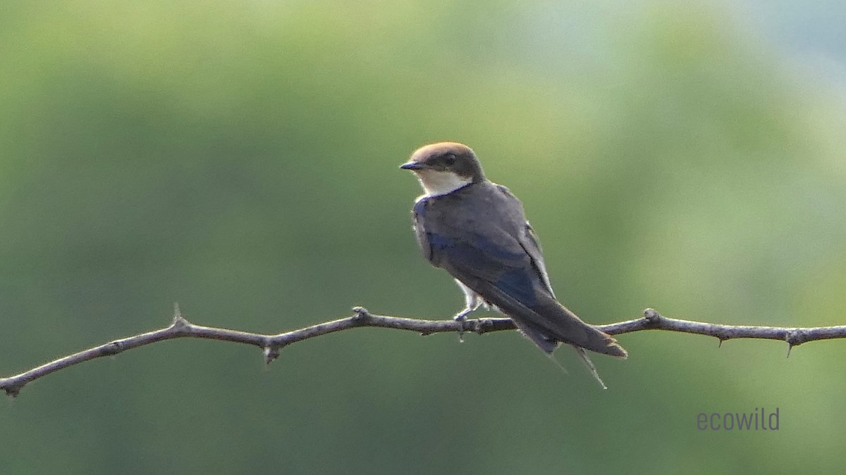 Wire-tailed Swallow - ML619906293