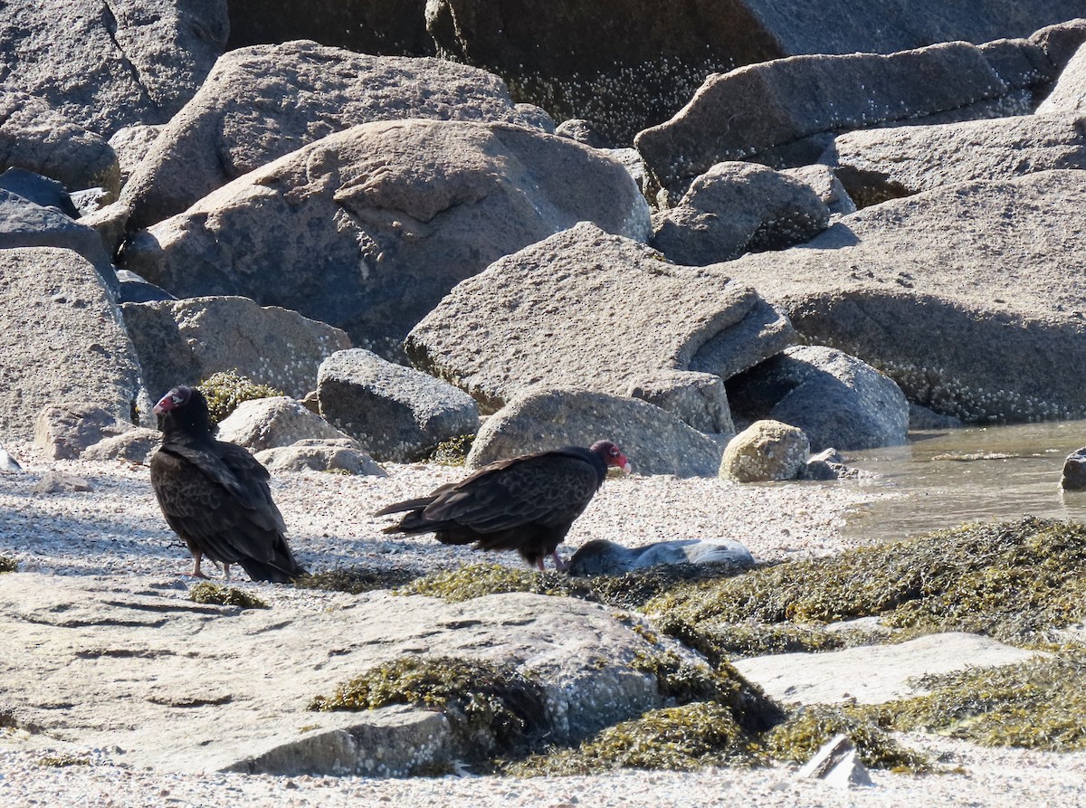 Turkey Vulture - ML619906311