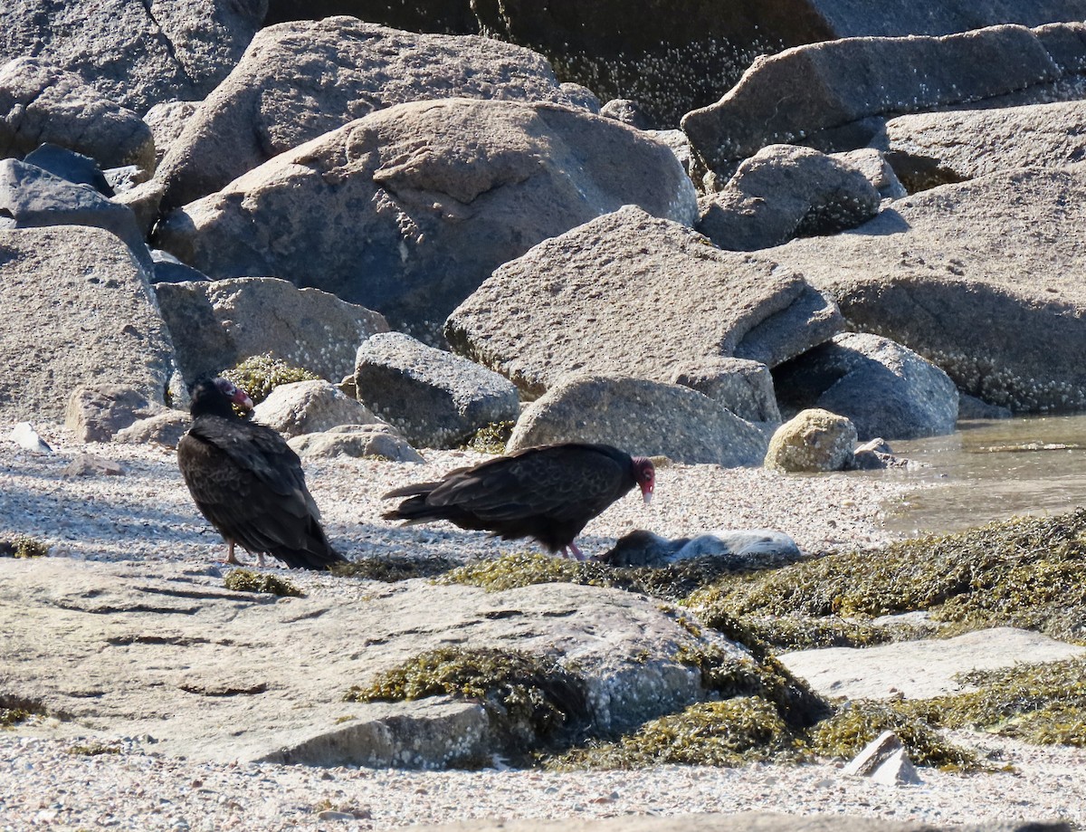 Turkey Vulture - ML619906312