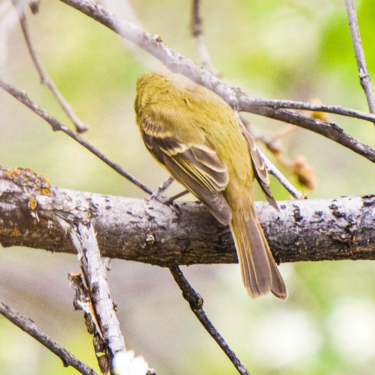 Western Flycatcher - ML619906313