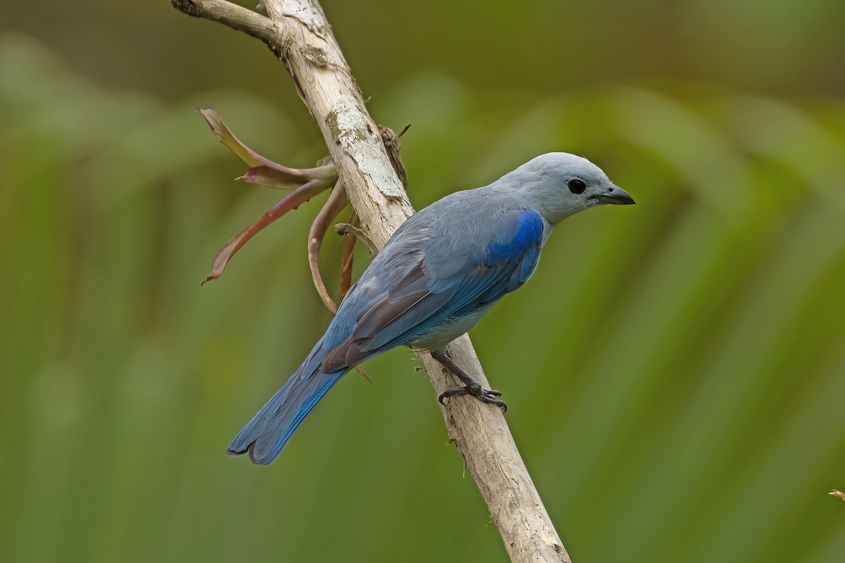 Blue-gray Tanager - ML619906318