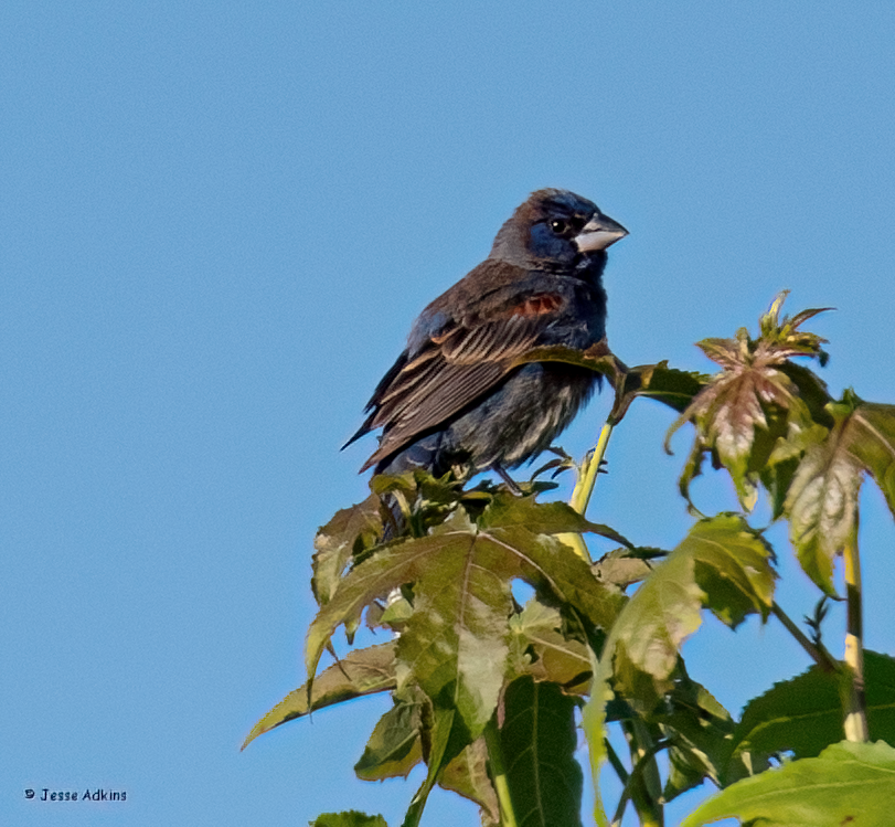 Blue Grosbeak - ML619906326