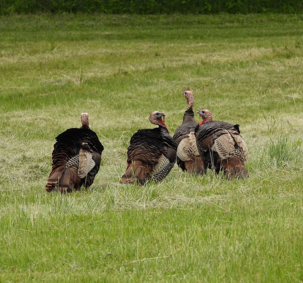 Wild Turkey - ML619906339