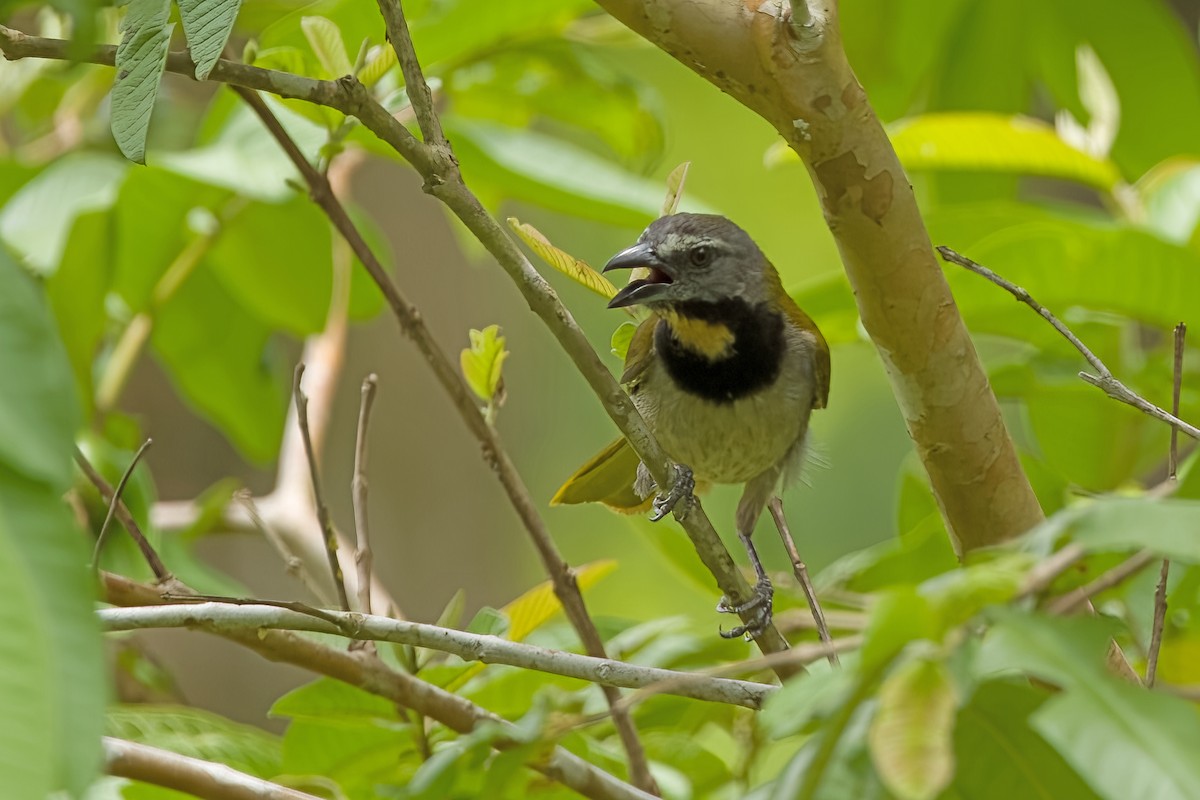 Buff-throated Saltator - ML619906342