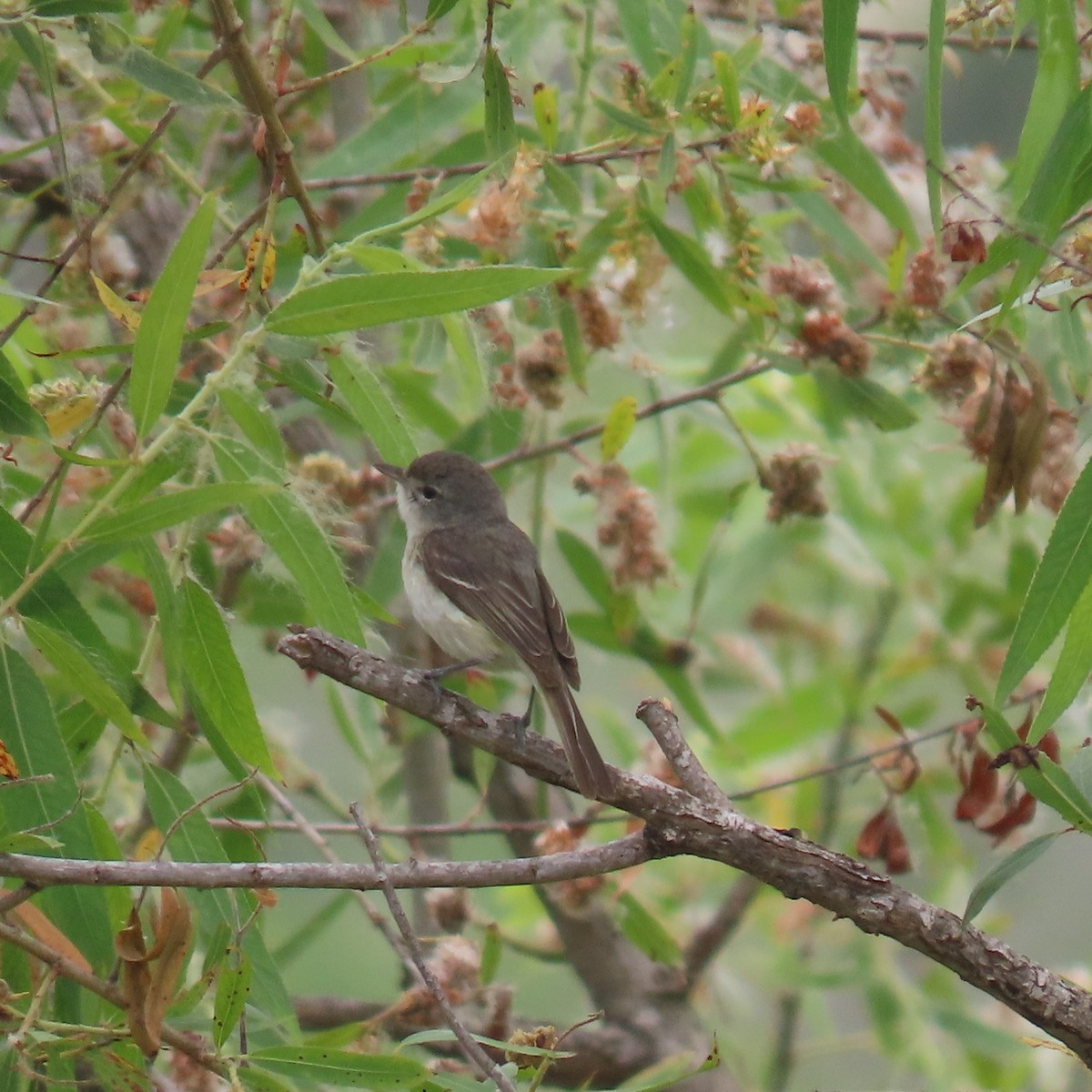 Braunaugenvireo - ML619906357