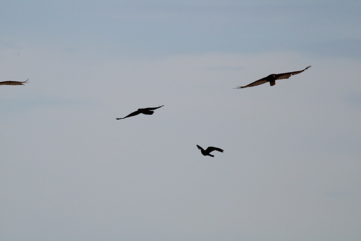 Common Raven - ML619906358