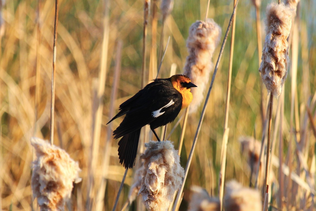 Yellow-headed Blackbird - ML619906359