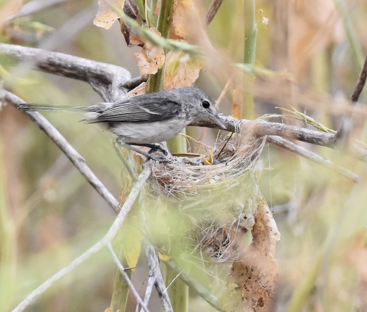 Bell's Vireo (Least) - ML619906379