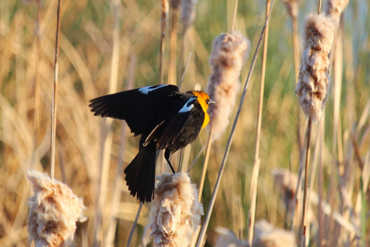 Yellow-headed Blackbird - ML619906390