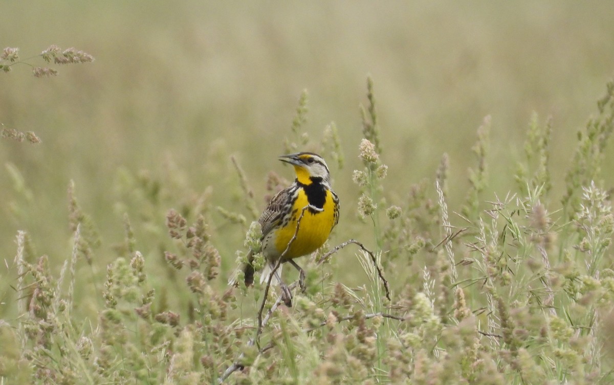 Eastern Meadowlark - ML619906393