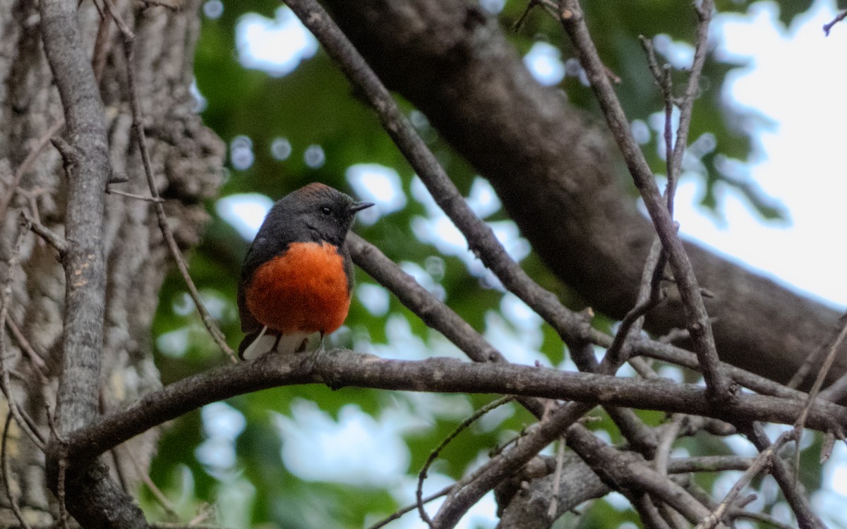 Slate-throated Redstart - ML619906403