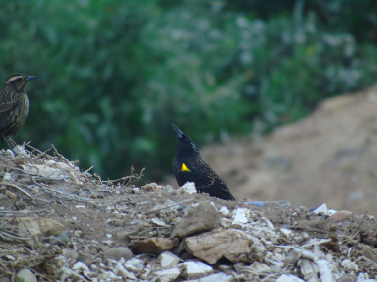 Yellow-winged Blackbird - ML619906406