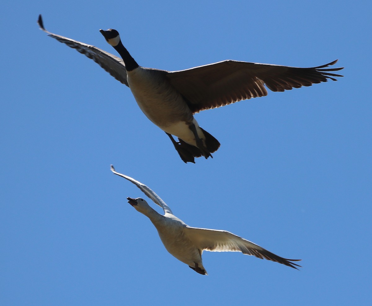 Snow Goose - Jennifer Ambrose
