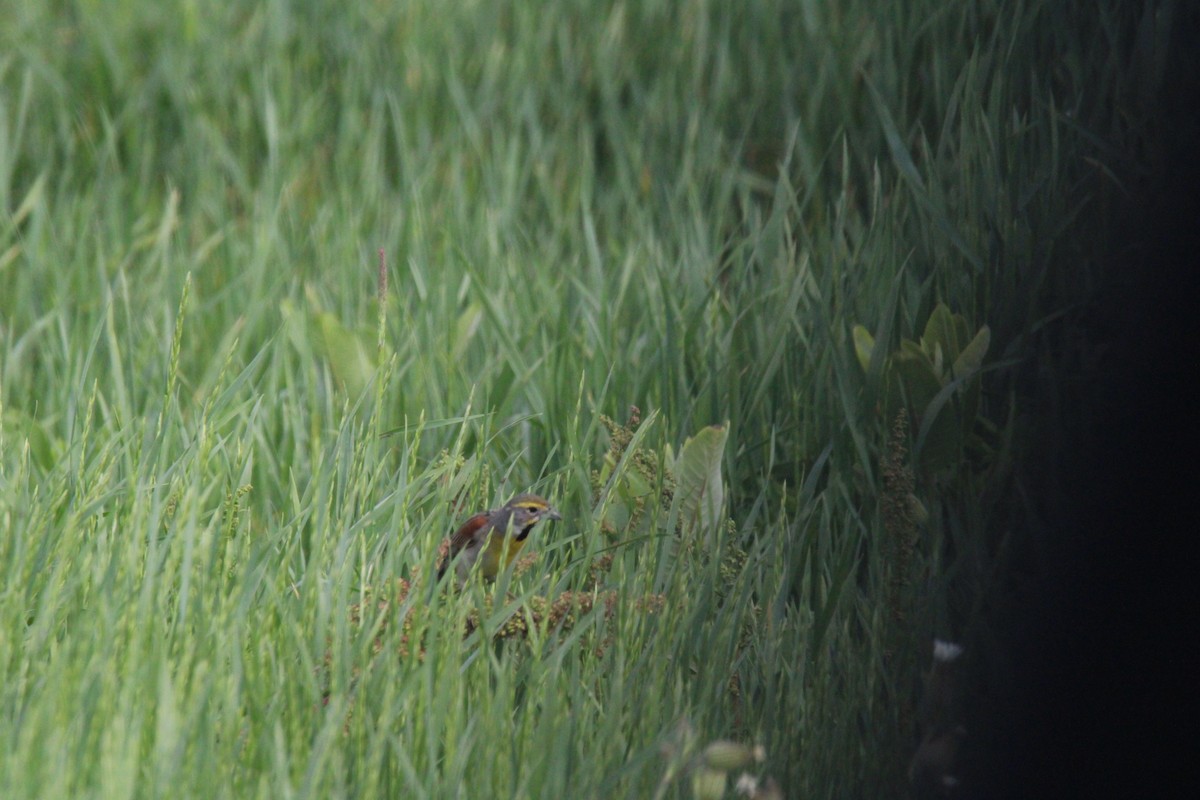 Dickcissel - ML619906415