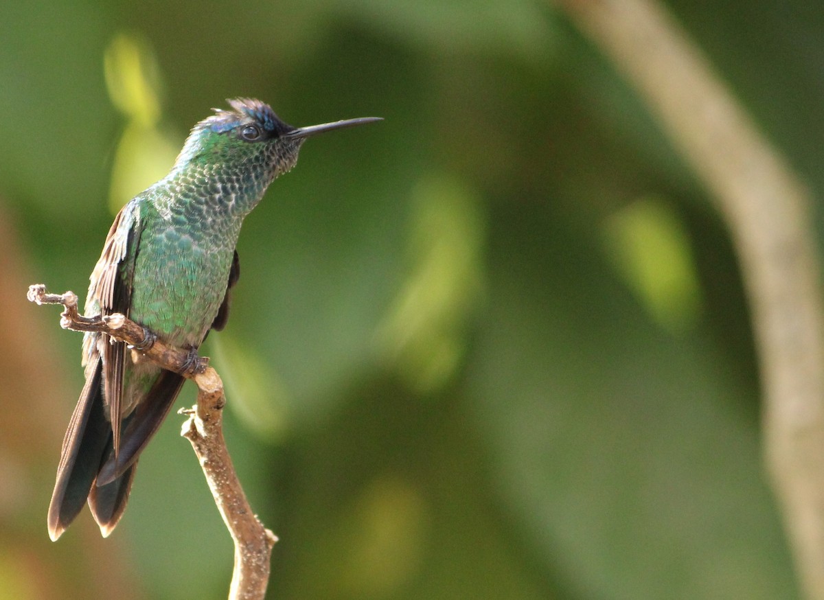 Violet-capped Woodnymph - ML619906416