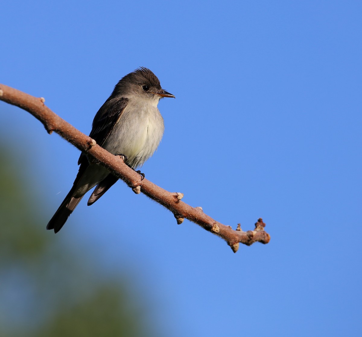 Eastern Wood-Pewee - ML619906423