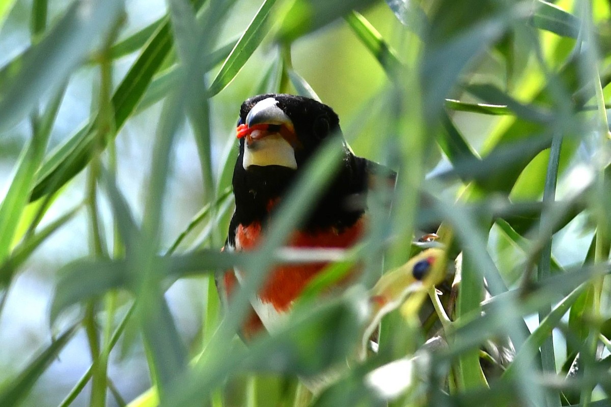 Rose-breasted Grosbeak - ML619906431