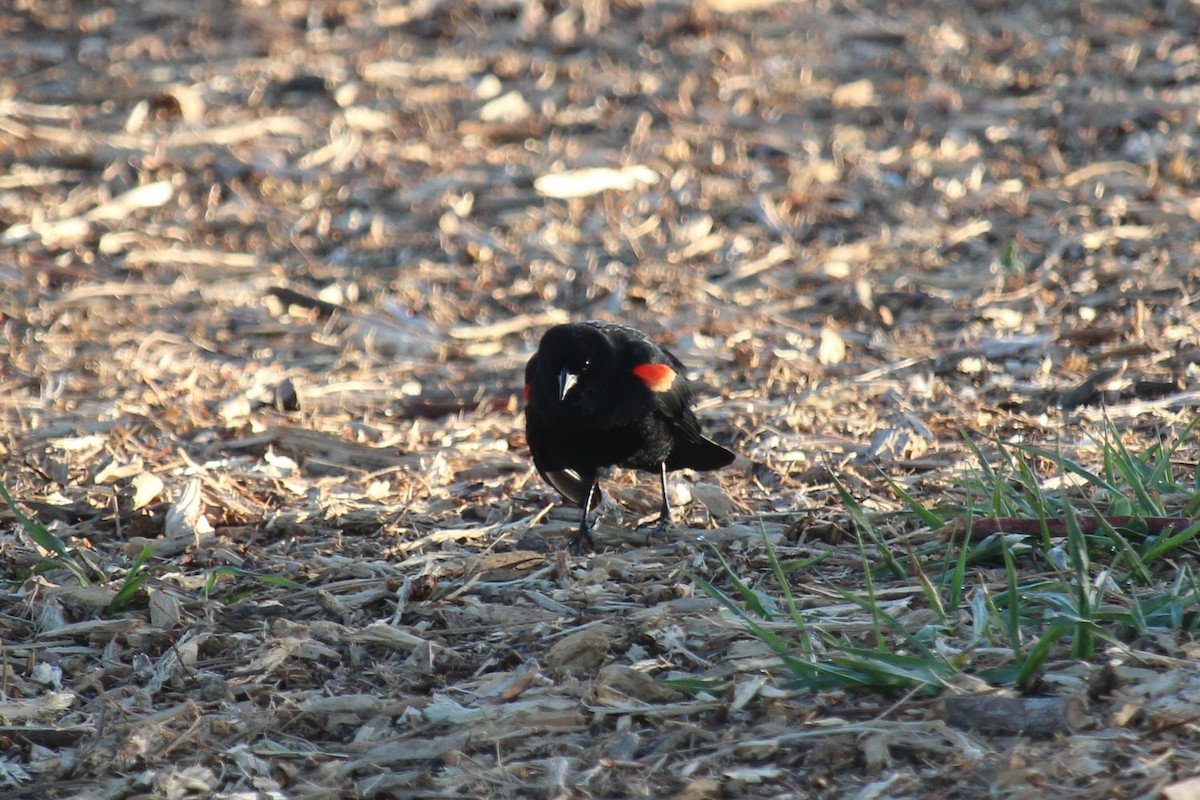Red-winged Blackbird - ML619906436
