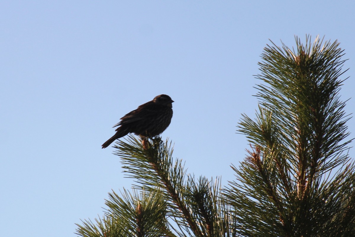 Red-winged Blackbird - ML619906440