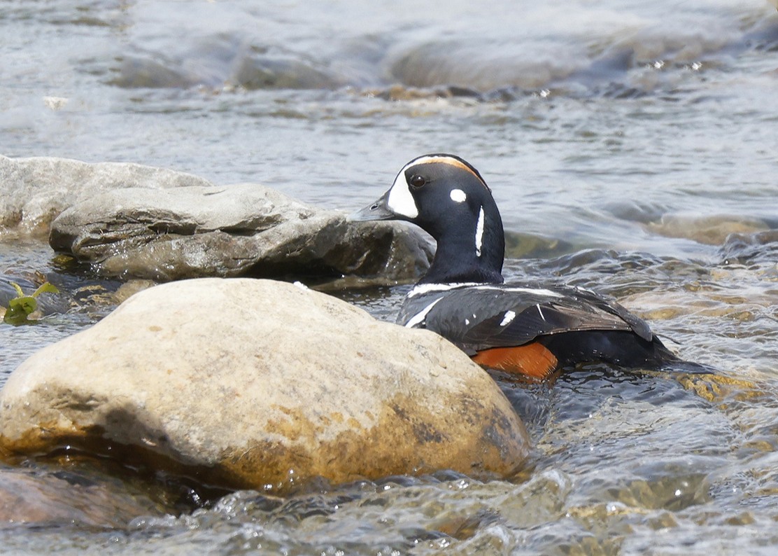 Harlequin Duck - ML619906451