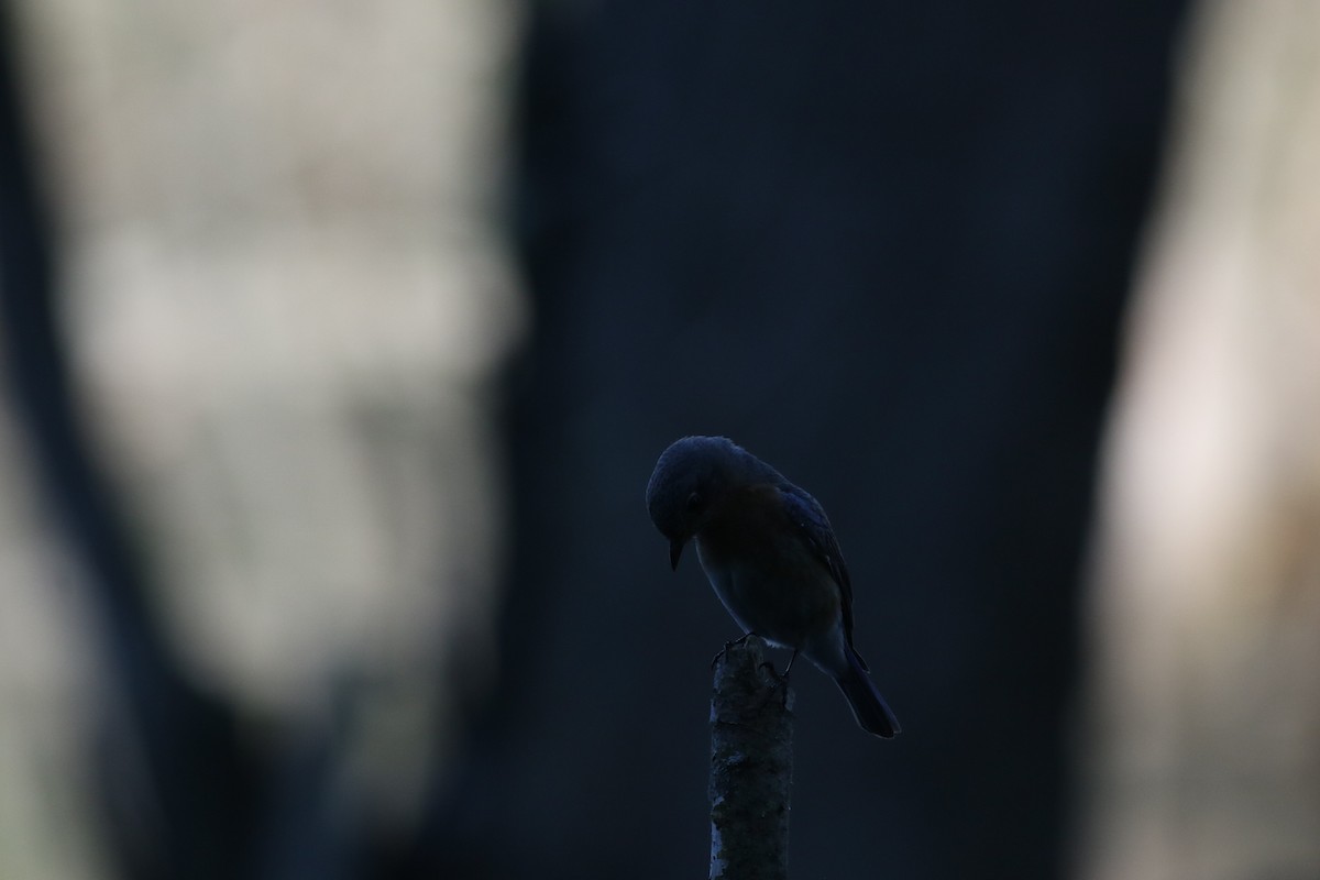 Eastern Bluebird - ML619906456