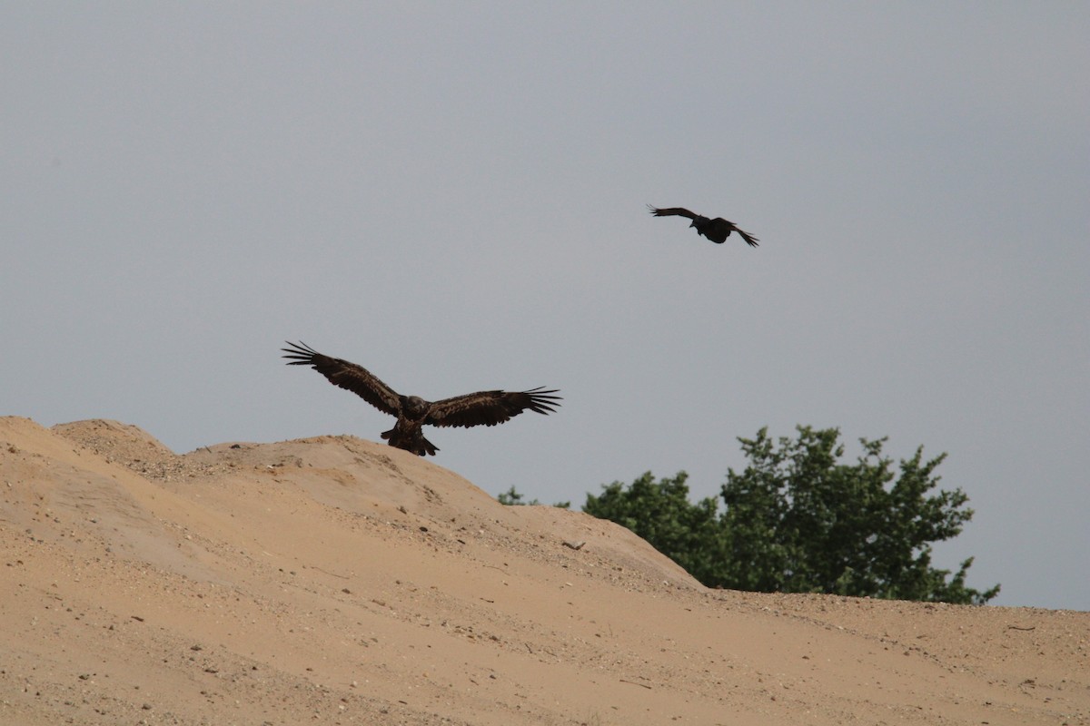 Bald Eagle - ML619906457