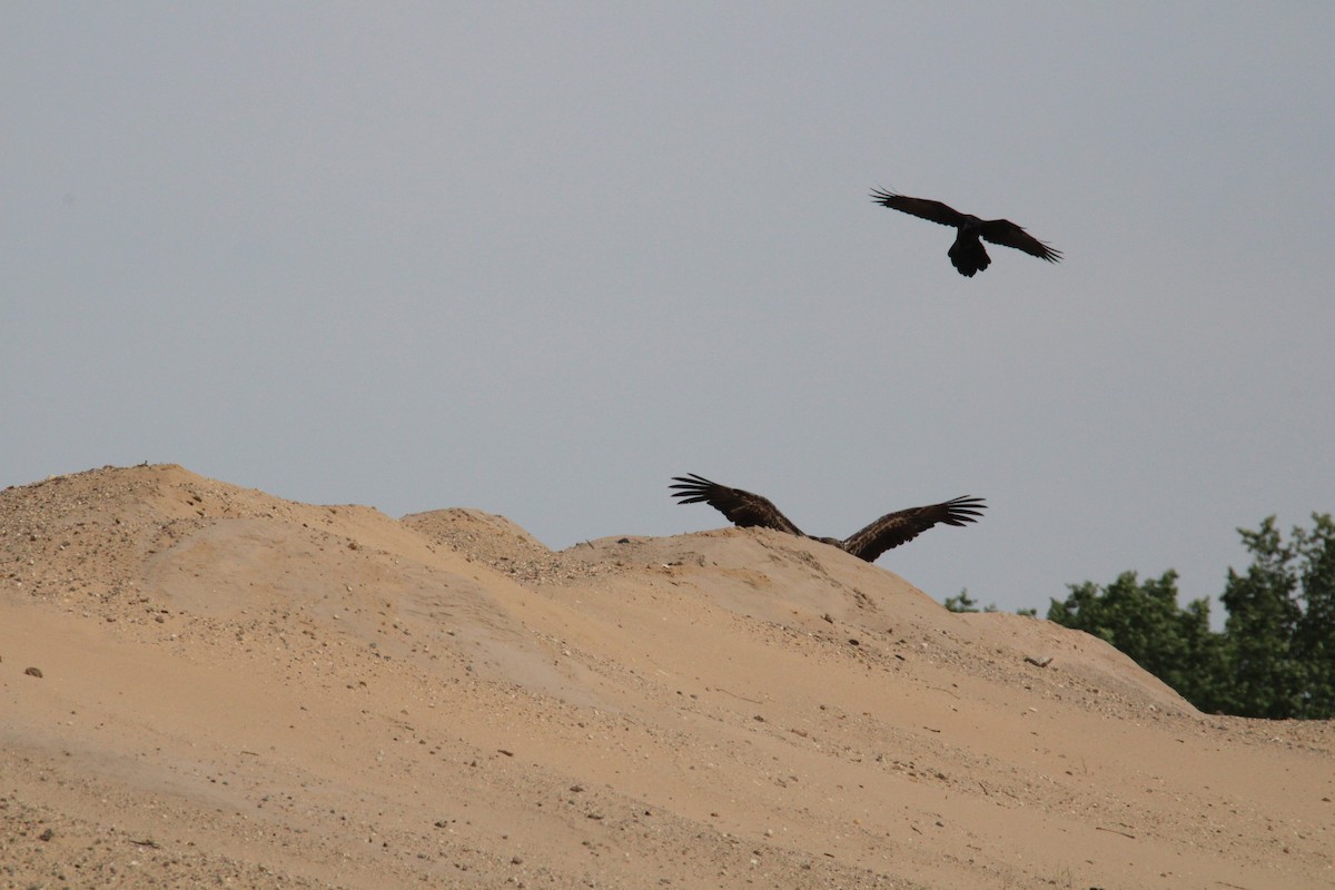 Bald Eagle - ML619906462