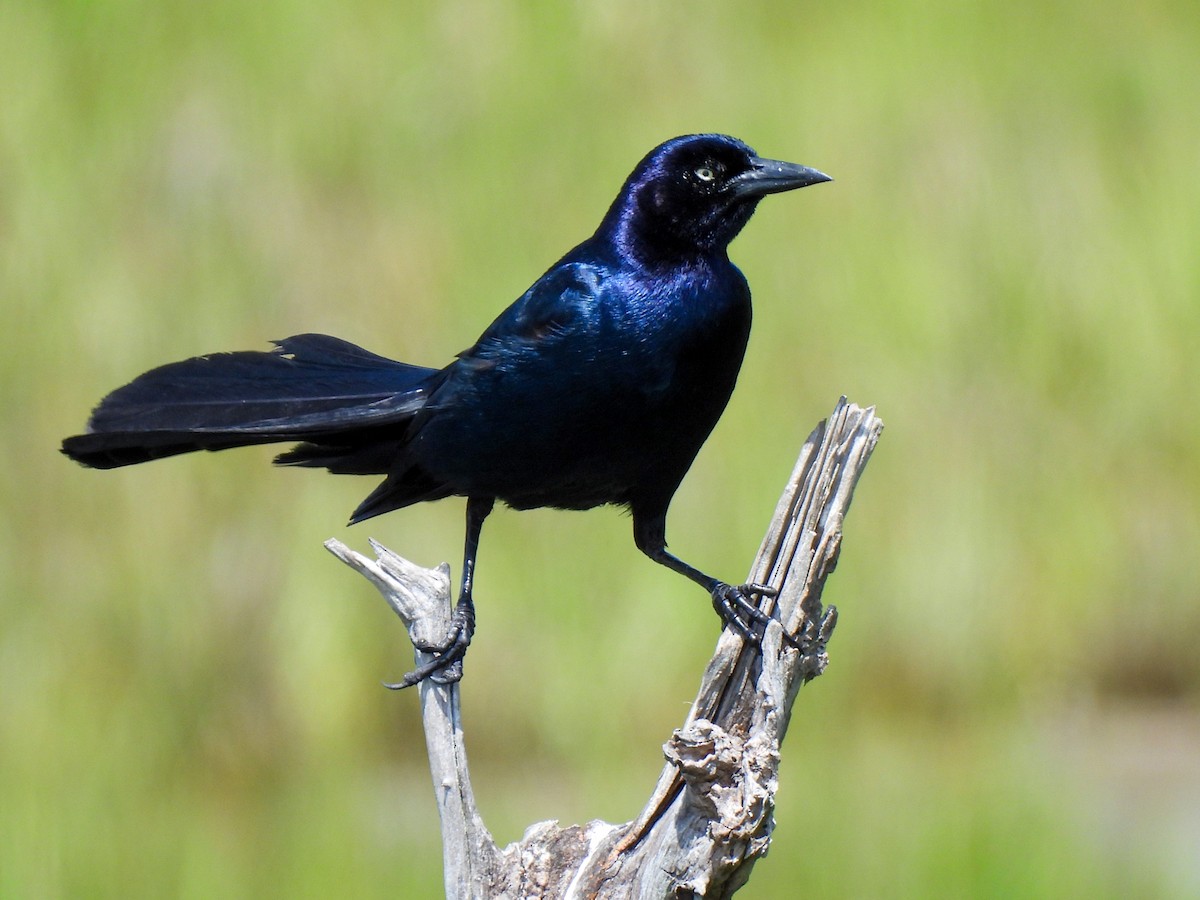 Boat-tailed Grackle - ML619906477