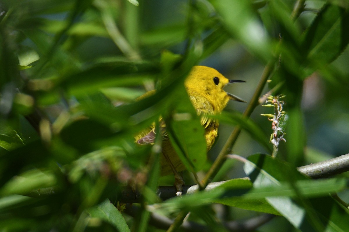 Yellow Warbler - ML619906480