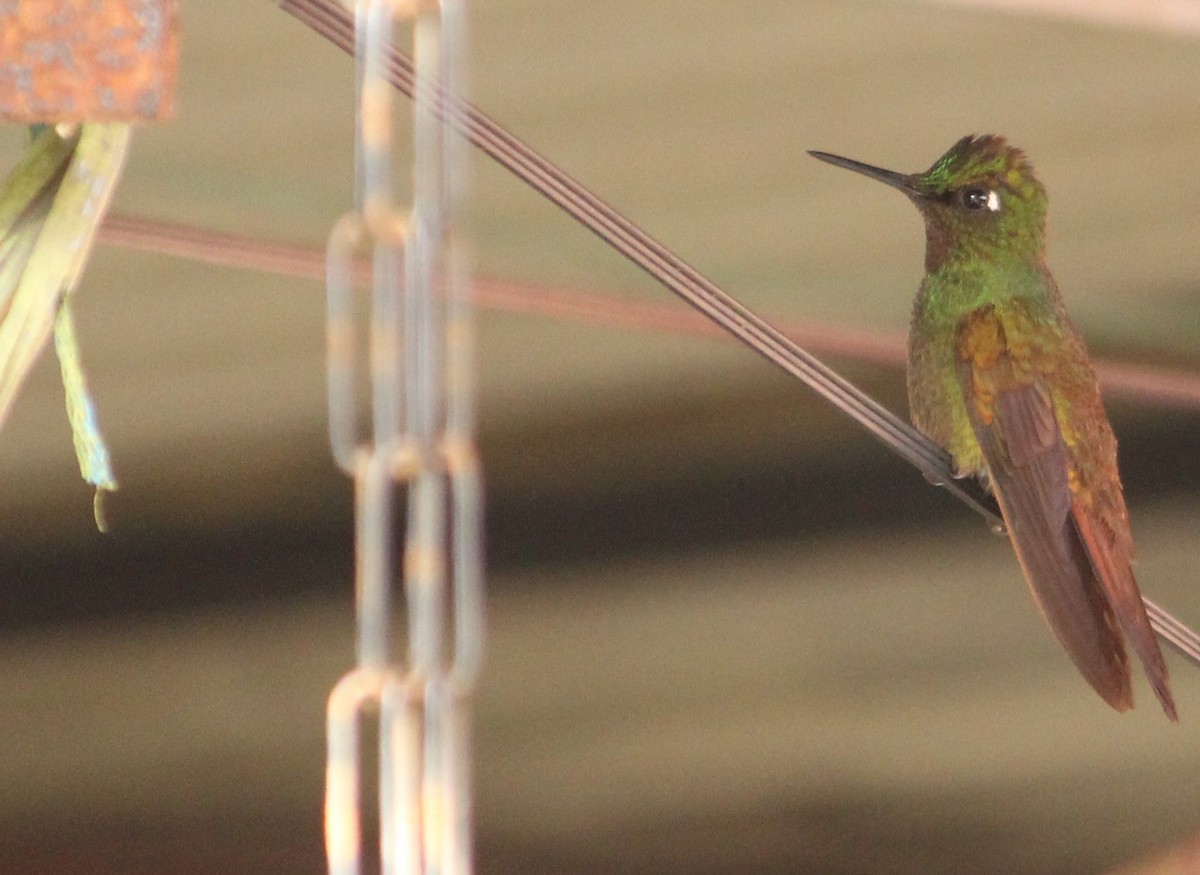 kolibřík brazilský - ML619906488