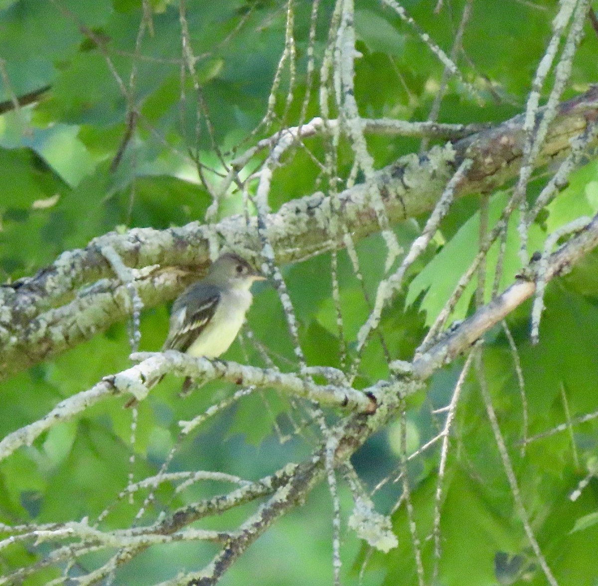 new world flycatcher sp. - ML619906495