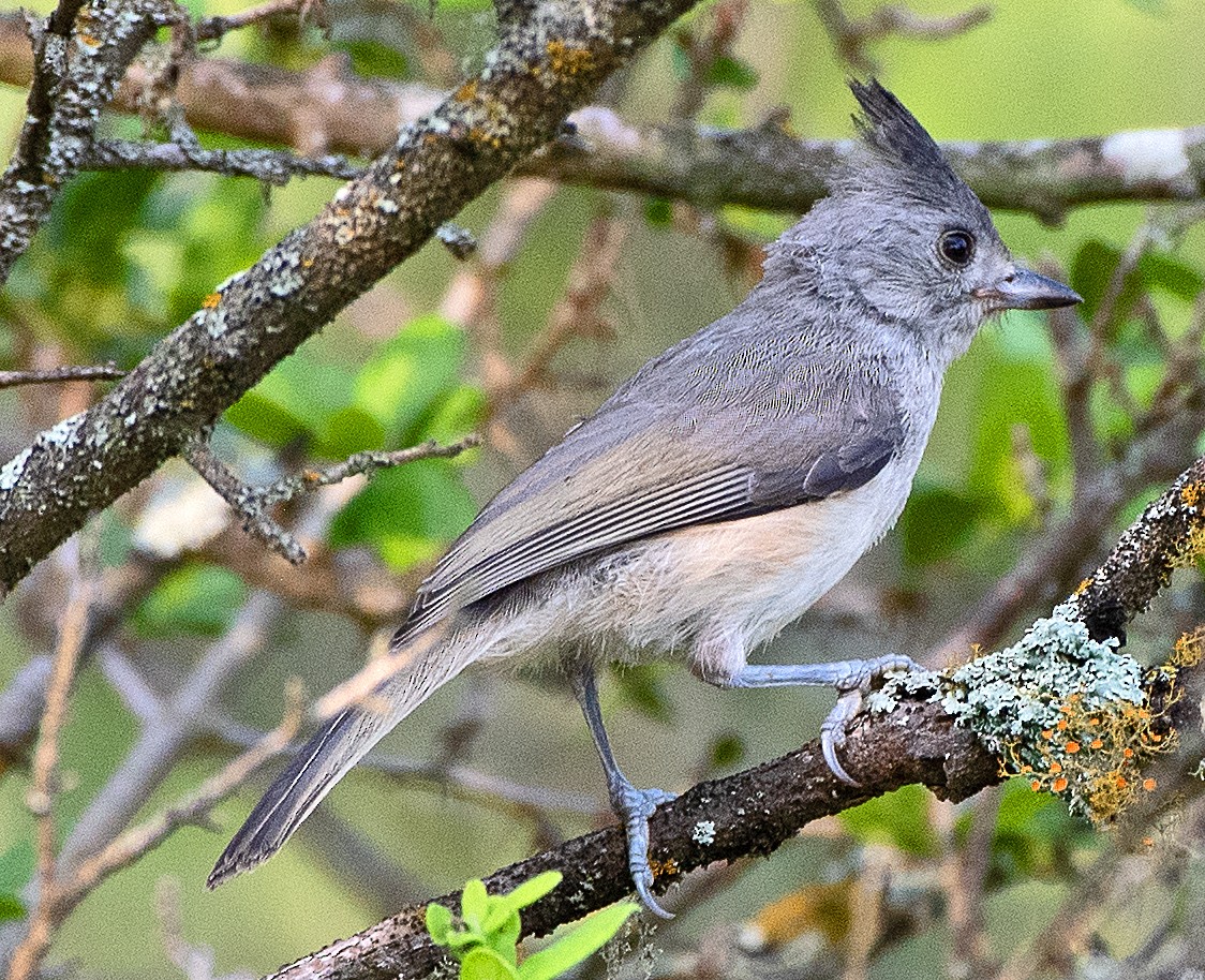 Black-crested Titmouse - ML619906496