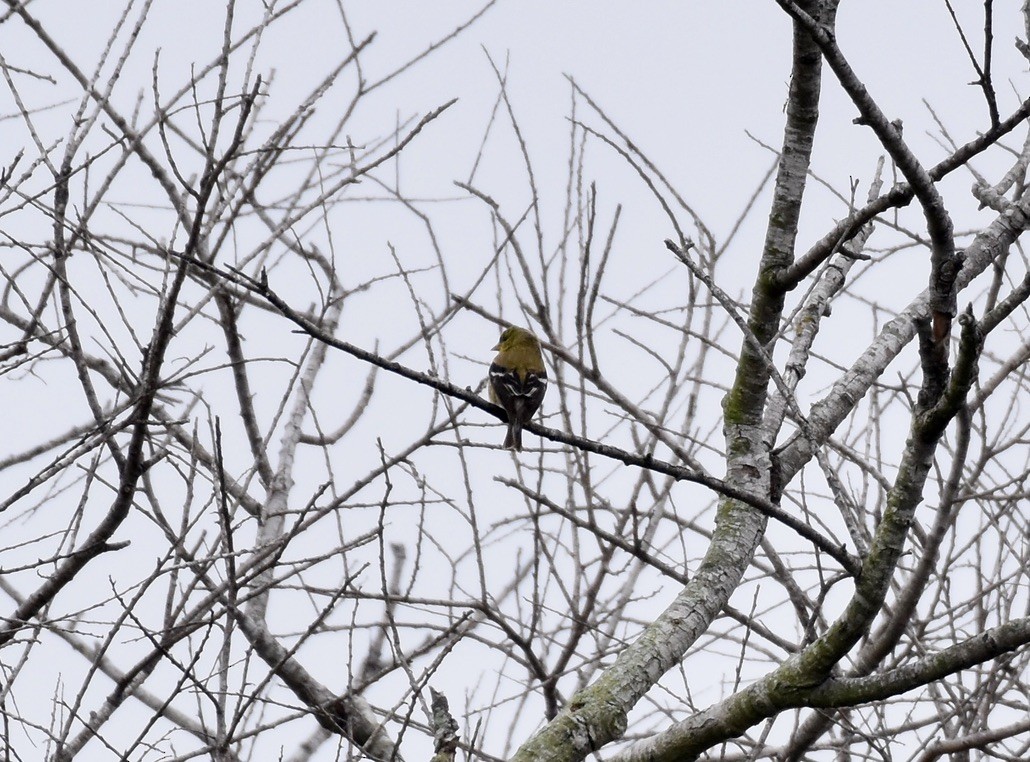 American Goldfinch - ML619906501